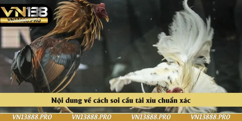 Một số thông tin về luật đá gà dành cho người mới