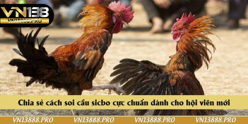 Ưu điểm tuyệt vời khi tham gia săn thưởng đá gà C3