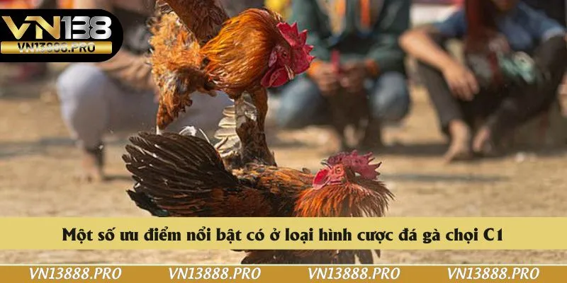 Một số ưu điểm nổi bật có ở loại hình cược đá gà chọi C1
