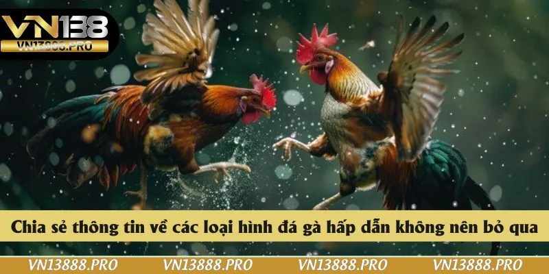 Chia sẻ thông tin về các loại hình đá gà hấp dẫn không nên bỏ qua