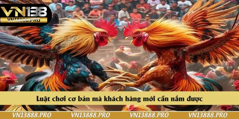 Chia sẻ luật chơi đá gà cơ bản dành cho khách hàng mới