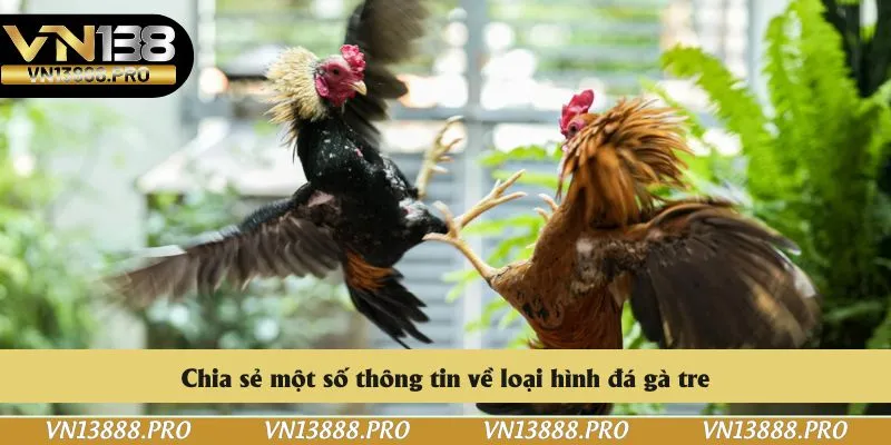 Chia sẻ một số thông tin về loại hình đá gà tre