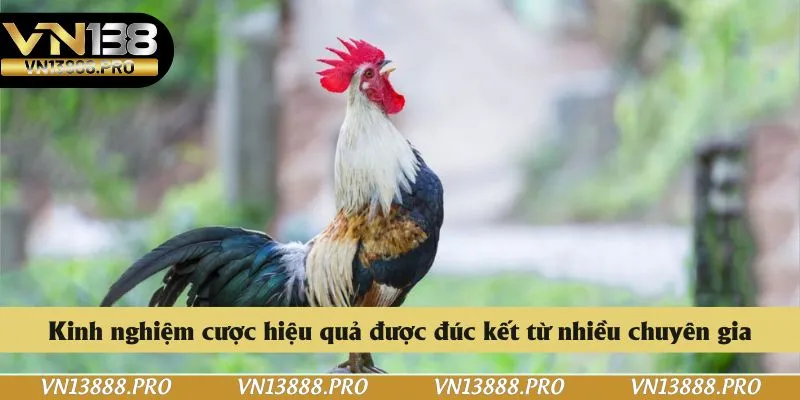 Kinh nghiệm cược hiệu quả được đúc kết từ nhiều chuyên gia
