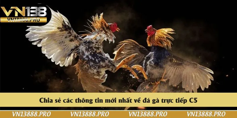Chia sẻ các thông tin mới nhất về đá gà trực tiếp C5
